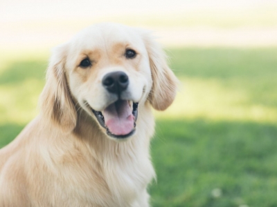 Comment traiter son chien avec la terre de diatomée